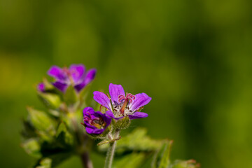 Geranium sylvaticum flower in forest