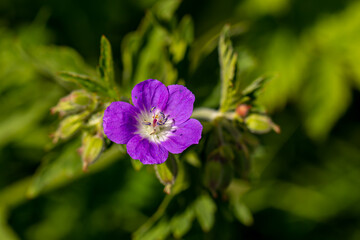 Geranium sylvaticum flower in forest, close up 
