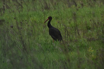 Black stork feeding on a wet meadow. The bird with long legs looks for small mammals and invertebrates.