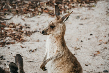 Fototapeta premium Little roo
