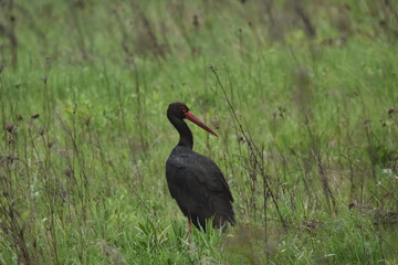 Black stork feeding on a wet meadow. The bird with long legs looks for small mammals and invertebrates. © TRINGA