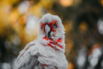 Red and White bird
