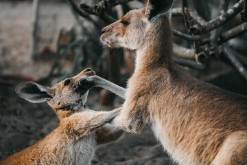 fighting roos