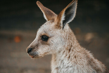 roo close up