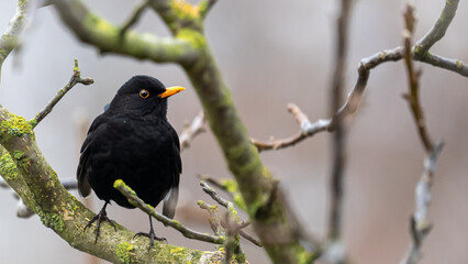 Eine schöne Amsel auf einem Ast im Winter!