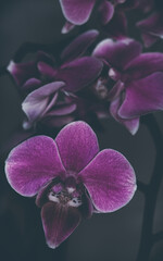 Orchidee kunstvoll