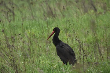 Black stork feeding on a wet meadow. The bird with long legs looks for small mammals and...
