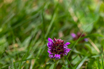 Prunella vulgaris flower in meadow