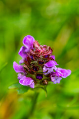 Obraz premium Prunella vulgaris flower in meadow, close up 