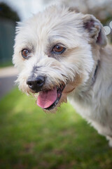 A clean and healthy dog looking to play with anyone who wants to join in.