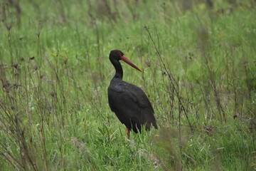 Black stork feeding on a wet meadow. The bird with long legs looks for small mammals and invertebrates.