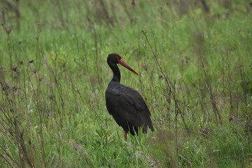 Black stork feeding on a wet meadow. The bird with long legs looks for small mammals and invertebrates.