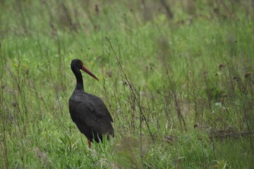 Black stork feeding on a wet meadow. The bird with long legs looks for small mammals and invertebrates.