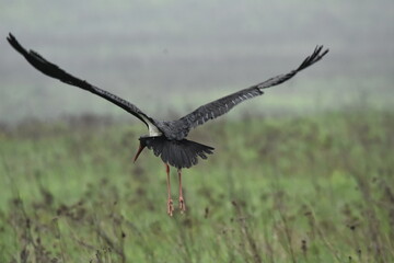 Black stork feeding on a wet meadow. The bird with long legs looks for small mammals and...