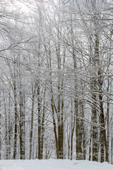 winter forest in the snow