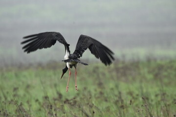 Black stork feeding on a wet meadow. The bird with long legs looks for small mammals and invertebrates.