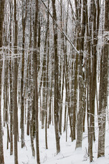 tree stems in winter forest