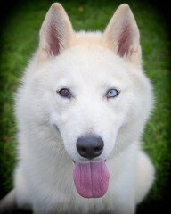 Obraz premium A clean and healthy dog looking to play with anyone who wants to join in.