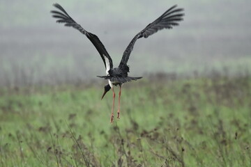 Black stork feeding on a wet meadow. The bird with long legs looks for small mammals and invertebrates. © TRINGA