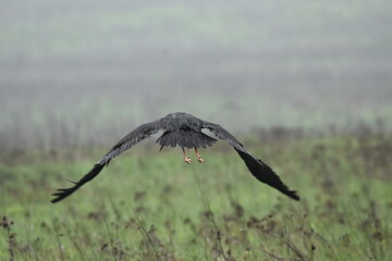 Black stork feeding on a wet meadow. The bird with long legs looks for small mammals and...