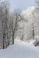 a beautiful landscape on the road through the forest in winter