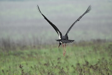 Black stork feeding on a wet meadow. The bird with long legs looks for small mammals and invertebrates. © TRINGA