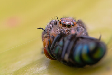 little jumping spider eating flies
spider eating moment