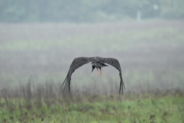 Black stork feeding on a wet meadow. The bird with long legs looks for small mammals and invertebrates.