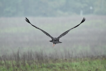 Black stork feeding on a wet meadow. The bird with long legs looks for small mammals and invertebrates. © TRINGA