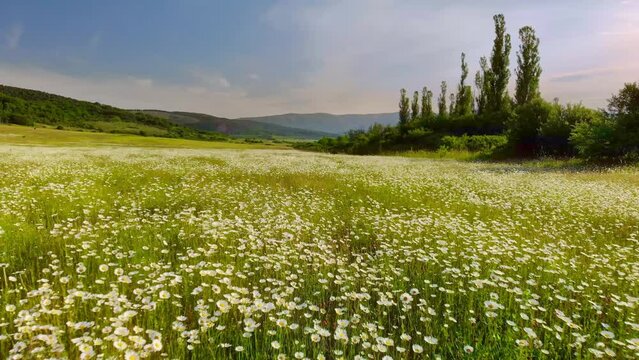 Meadow of spring camomile flowers in mountain. Beautiful aerial nature landscape. 
