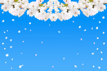 春のイメージ、桜の花と風に飛ぶ花びらの背景イラスト