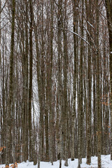 Fototapeta premium tree stems in winter forest