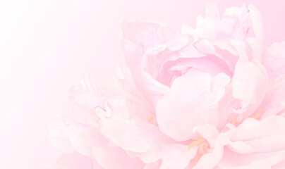 Pink pastel background with peony for design
