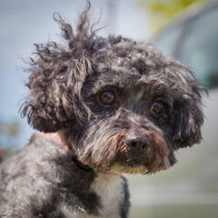 A clean and healthy dog looking to play with anyone who wants to join in.