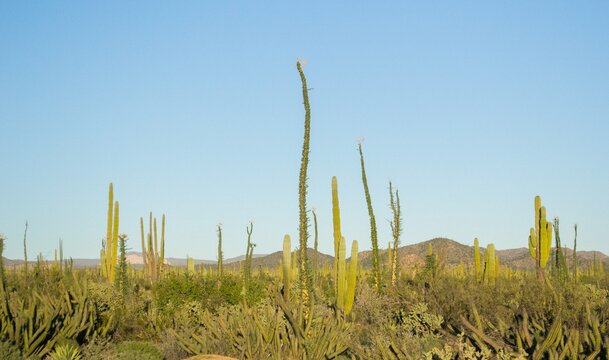 Valle de los Cirios 