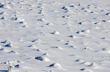 A field with anthills covered with snow