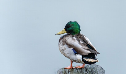 close up of a green headed male duck resting on a wood floating on the river
