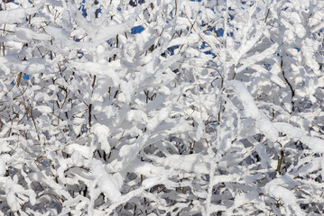 a close-up with branches covered with snow