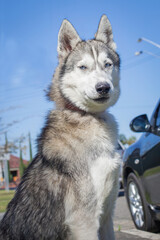 A clean and healthy dog looking to play with anyone who wants to join in.