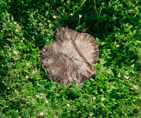 Stump in the middle of the grass