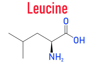 Leucine or l-leucine, Leu, L amino acid molecule. Skeletal formula.