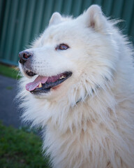 Obraz premium A clean and healthy dog looking to play with anyone who wants to join in.