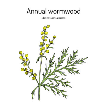 Annual Wormwood Or Sweet Sagewort Artemisia Annua , Medicinal Plant