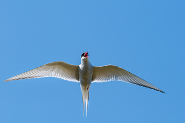 Arctic Tern (Sterna paradisaea) in Barents Sea coastal area, Russia