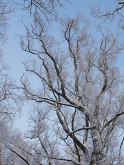 Winter landscape - a snow-covered park with beautiful trees, covered with hoarfrost. A Christmas picture - a winter forest, a sunny day in a fairy-tale park.