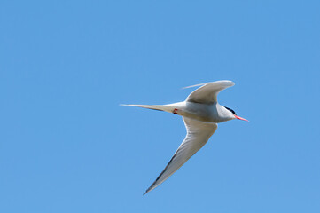 Arctic Tern (Sterna paradisaea) in Barents Sea coastal area, Russia