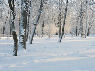 Winter landscape - a snow-covered park with beautiful trees, covered with hoarfrost. A Christmas picture - a winter forest, a sunny day in a fairy-tale park.