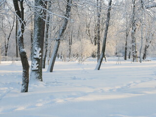 Winter landscape - a snow-covered park with beautiful trees, covered with hoarfrost. A Christmas...