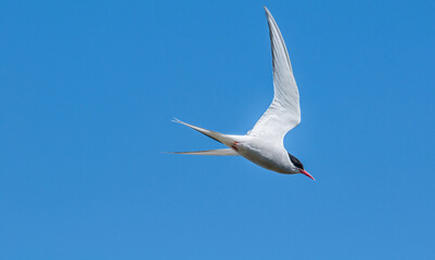 Fototapeta na wymiar Arctic Tern (Sterna paradisaea) in Barents Sea coastal area, Russia