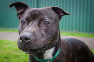 A clean and healthy dog looking to play with anyone who wants to join in.